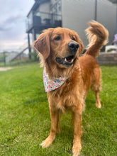 Load image into Gallery viewer, ✨ Mystery Bandanas ✨